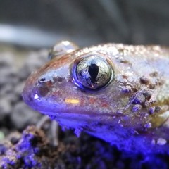 Pelophylax