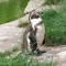 penguinsareimportant