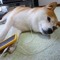 CãoPi