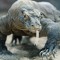 komodo dragon