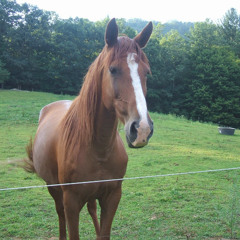 Tennessee walking horse