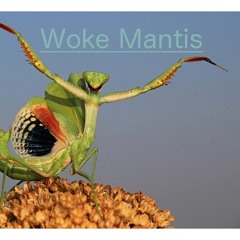 Woke Mantis