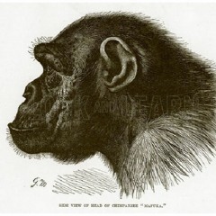 PorchMonkeySniper