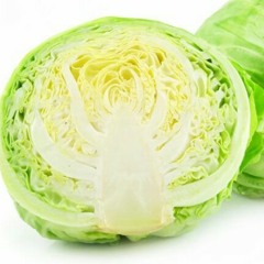 Young cabbage