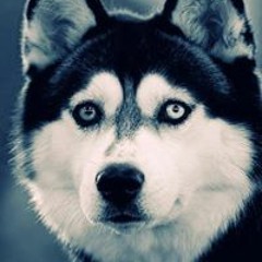 Bogdan Tverdokhlebov