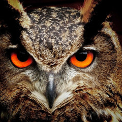 Sam Christopher Allevato