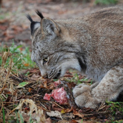 Llyffant Rhedyn MacM-L