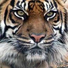 أبوعاصم الغريب