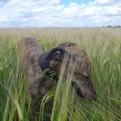 slipdog