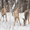 DEER500 modern online