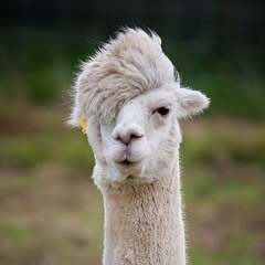 Al Paca