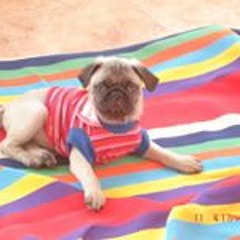 Diana Alexandra Torres