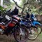 Bos Agel
