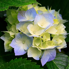 Thanawat in pin