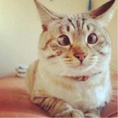 Роха Тохтамиш