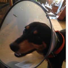 TheLastGreatAmericanNovelist