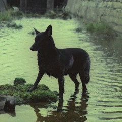 Investigations of A Dog