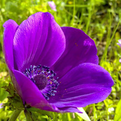 dvora boaz elimelech