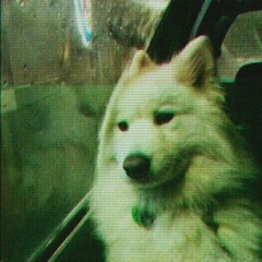 doggrelmongrel