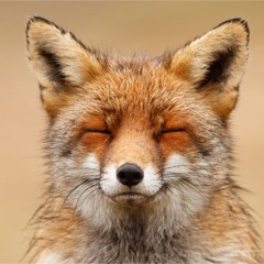 __Fortune Fox__