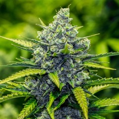 Shottie Professional