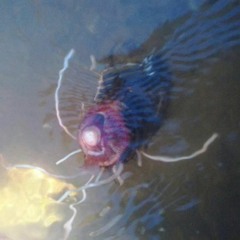 H i n d us  T r i al