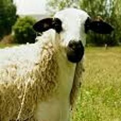 beeee