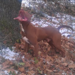 Николай Славов