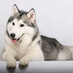 Husky proz360