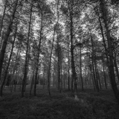 The Tallest Of Mountains