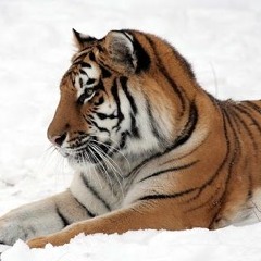 YoungTiger