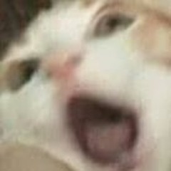 Catink123