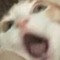 Catink123