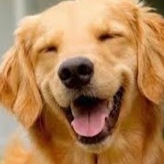 GenerallyDoggo