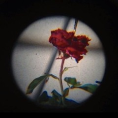 RavenVioletCoco