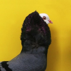 pigeonpigeon