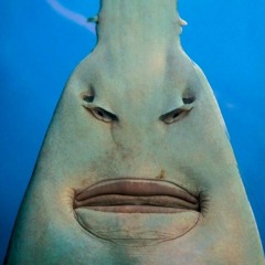 it's a lion get in the car!