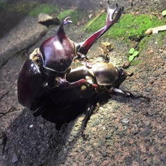 アカレッド