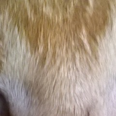 Choirul Anas Hidayat