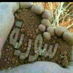 Mahmoud gamal for useful