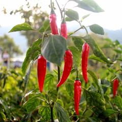 Hot Pepper Poetry Podcast