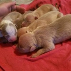 Pablo Escobar Wheeler