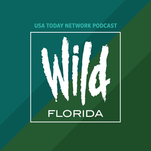 Wild Florida’s avatar