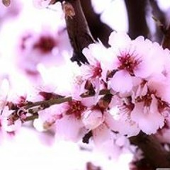 جنه الفردوس