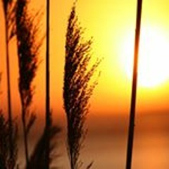 Mahmoud Fathy Elshazly