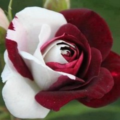 アンドリューミー