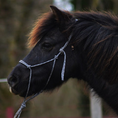 Gwladys Moizan
