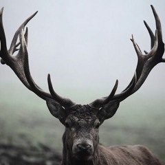 nelson chase bradley