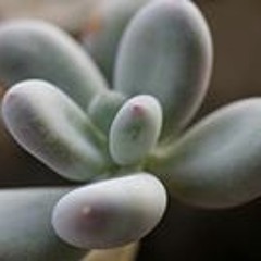 吳旺來