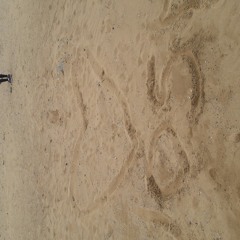 gill